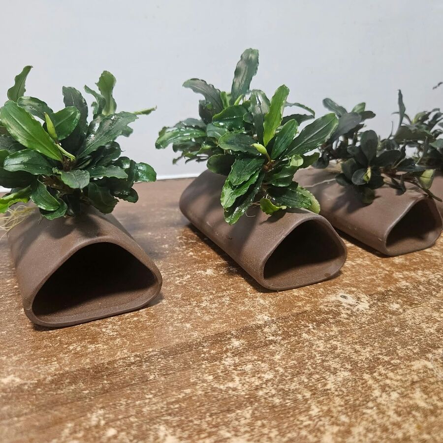 Ceramic pleco caves with Bucephalandra growing on top