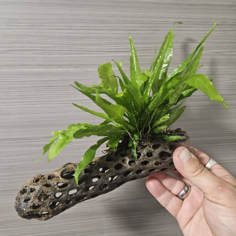 Cholla wood with Java fern