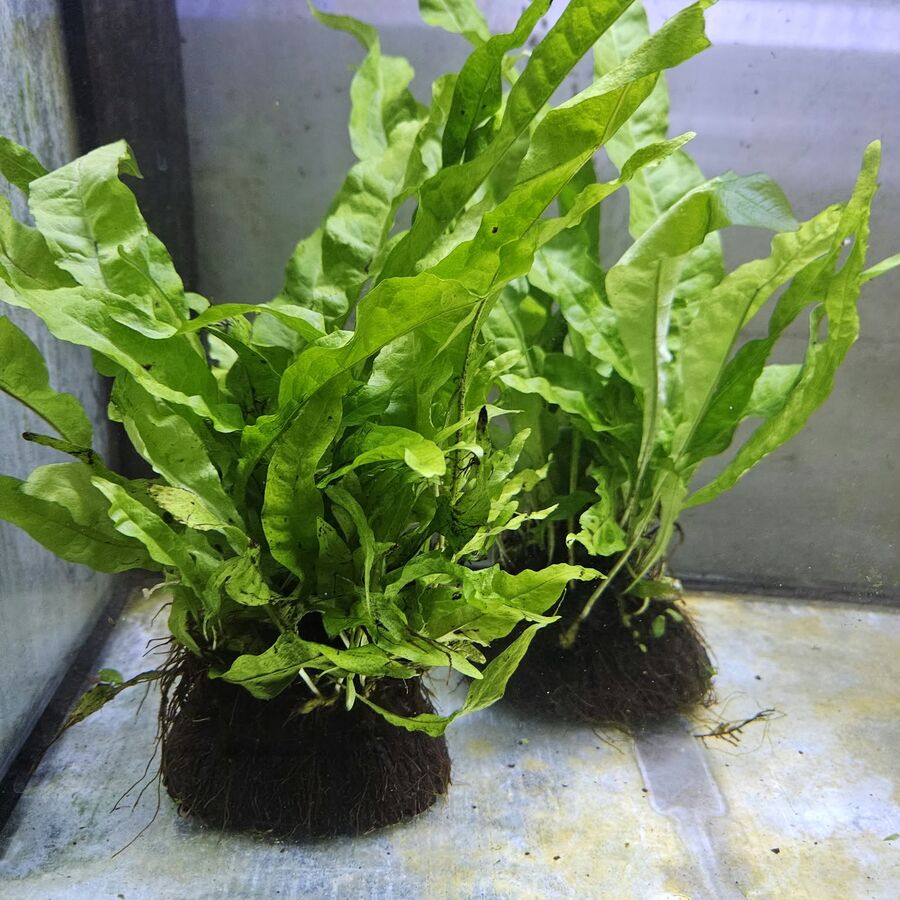 Java fern on a stone