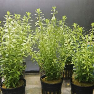 Hygrophila polysperma