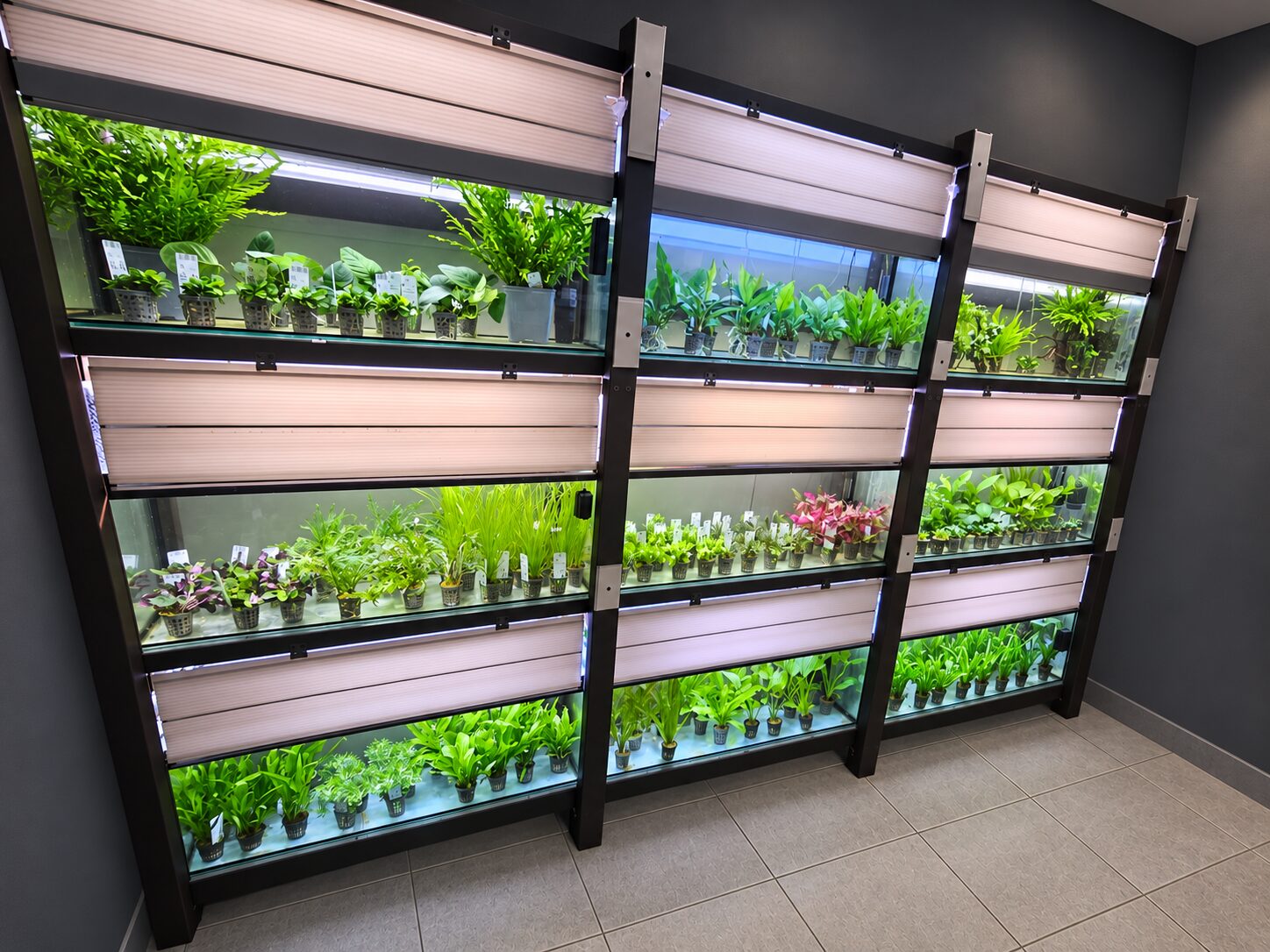 Glass tanks of potted aquarium plants under grow lights in the World of Mosses plant room