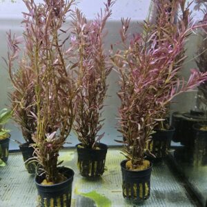 Rotala rotundifolia