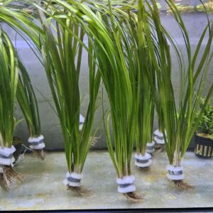 Vallisneria spiralis
